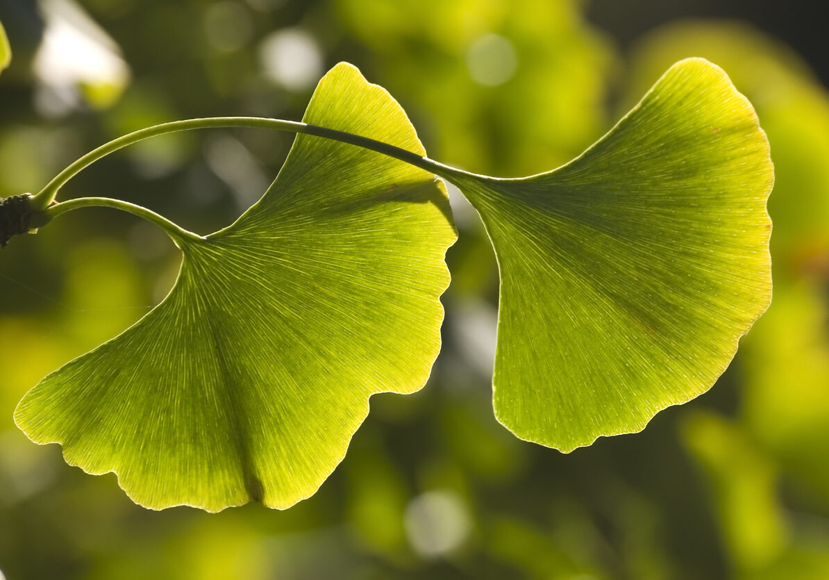 Close-up of  green  leaves (Ginkgo biloba). Shallow DOF.